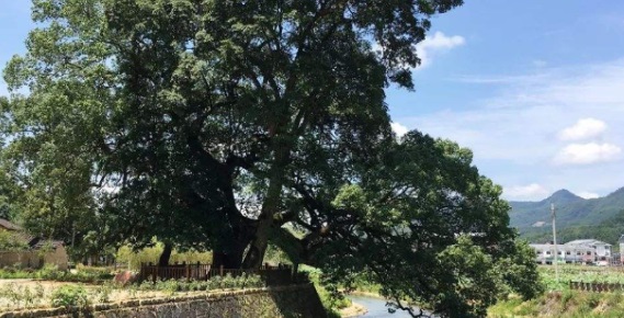 香樟树主要分布在哪里蚂蚁新村 香樟树主要分布在长江以南还是北