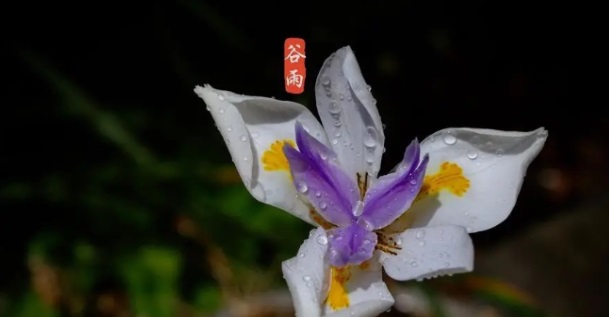 小鸡宝宝问题答案4月20日